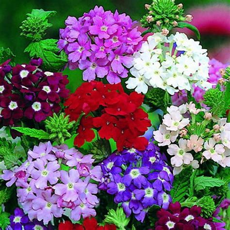 Verbena Grandiflora Mix 250 Seeds Etsy Uk Annual Plants Verbena