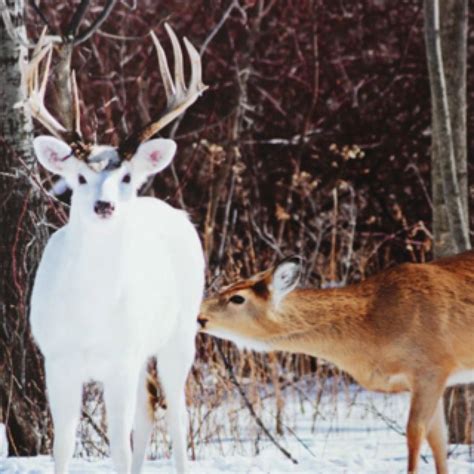 White Deer In Wisconsin Albino Deer Animals Beautiful Albino Animals