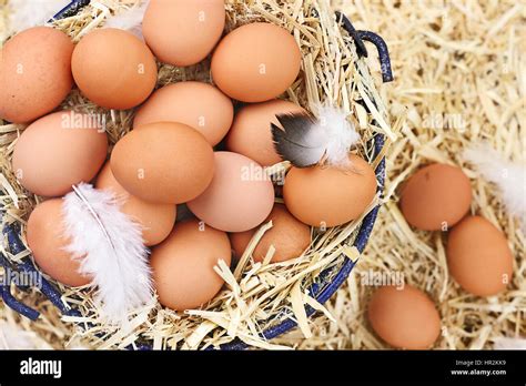 Chicken laying egg in nest Fotos und Bildmaterial in hoher Auflösung