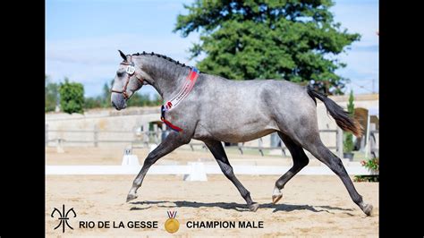 Rio De La Gesse Poulain De Ans Er Medaille D Or Champion M Le