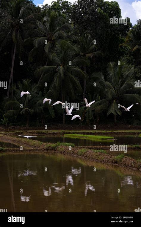 Asian Open Bill Stork Flying At Paddy Field Stock Photo Alamy