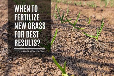 When To Fertilize New Grass For Best Results Tips On Helping Your New Grass Thrive Crabgrasslawn