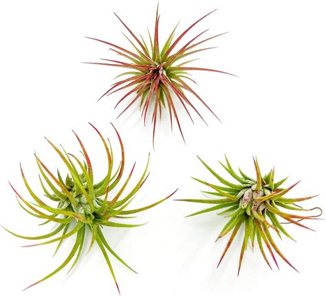 Amazon Ragnaroc Air Plants Tillandsia Ionantha Fuego Regular