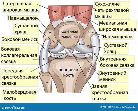 Anatomy. Structure Knee Joint Vector | CartoonDealer.com #78016227