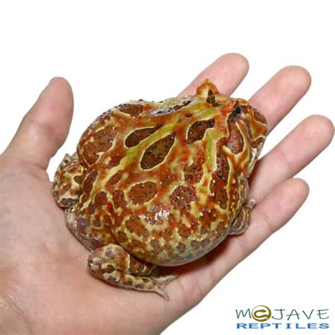 Giant Pacman Frog