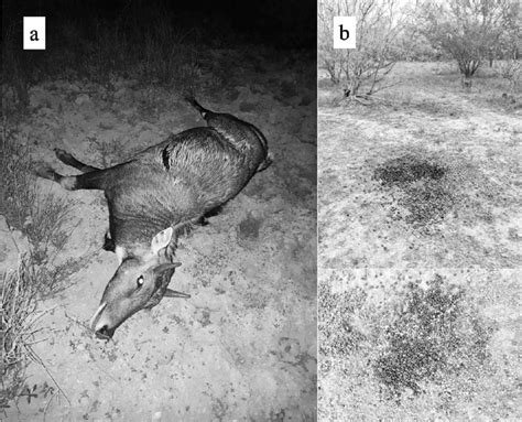 Evidence Of Free Ranging Nilgai Boselaphus Tragocamelus In Los