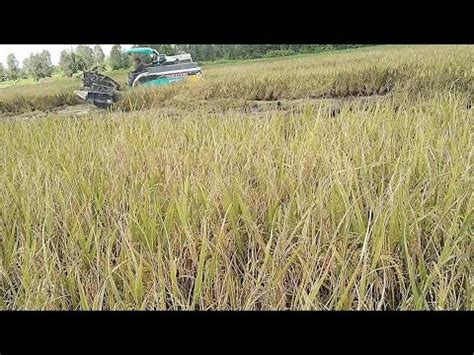 COMBINE YANMAR AW 70 Kerja Di Medan Xtrim YouTube