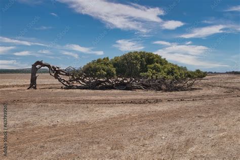 Leaning Tree In Greenough Western Australia Famous And Fascinating