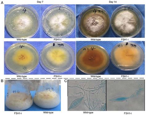 Growth Of Wild Type And FSH1 I Mutant Strains Of Microsporum Canis A