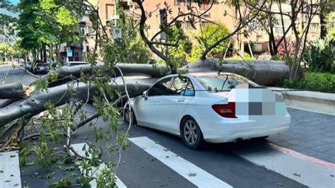 北投國小旁3樓高大樹突倒塌！ 轎車臨停路邊慘遭砸｜四季線上4gtv