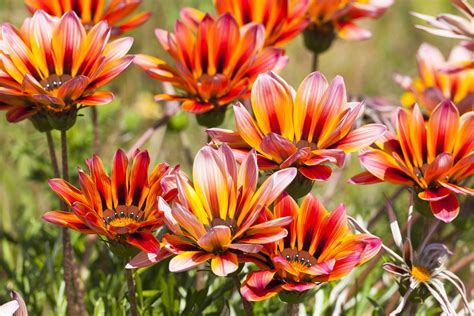 Gazania Flowers - Low Maintenance Annuals