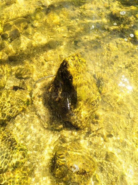 A Stone In The Water Stock Image Image Of Stone Water 261722465