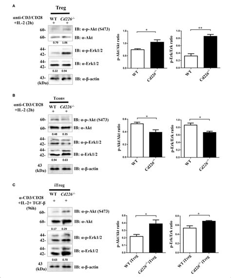 Higher Levels Of Akt And Erk Signaling Occur In Cd226 Tregs