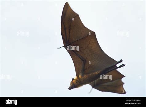 A Fruit bat in flight Stock Photo - Alamy