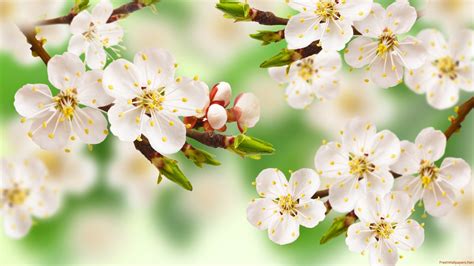 Apple Blossom Wallpaper ·① Wallpapertag