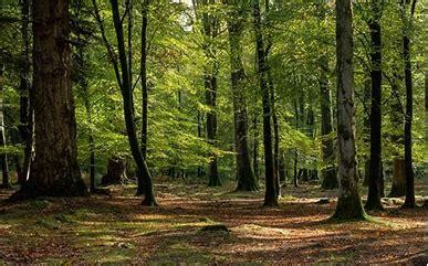 Hélène Dorion Mes forêts Parcours la poésie la nature l intime