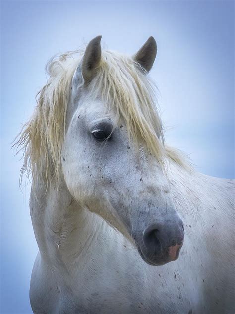 White Stallion Photograph by Ed Cooley