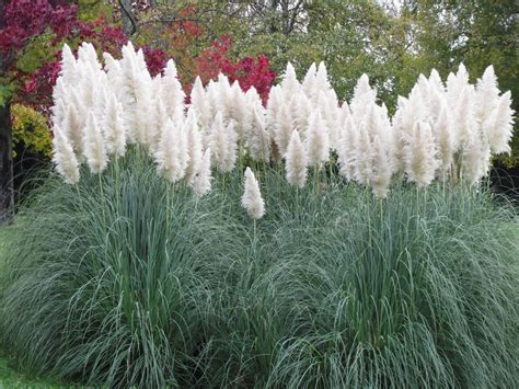 Cutting Back Ornamental Grasses Learn How To Prune Ornamental Grass