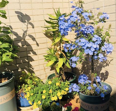 養花必知，學會這4個養花小秘訣，再難養的花也能養活 壹讀