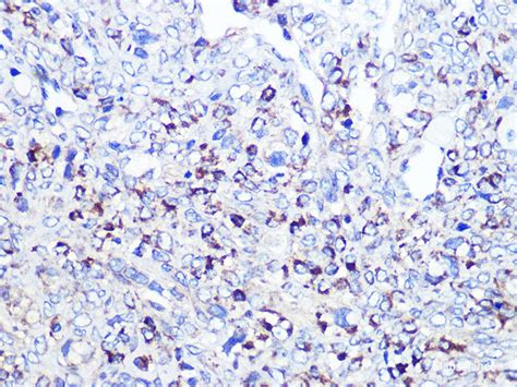 High Affinity And Specificity Cd68 Polyclonal Antibody E Ab 64533 At