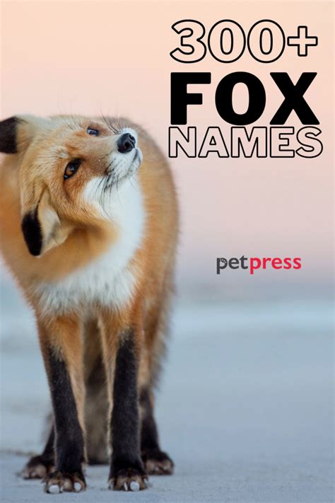 300+ Fox Names [with Video] | Cute, Funny, Cool Names for a Pet Fox