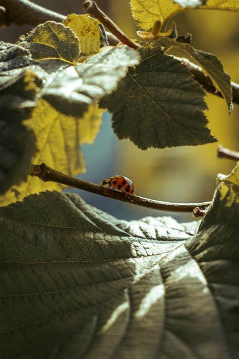 Ladybug Wallpaper Photos, Download The BEST Free Ladybug Wallpaper ...