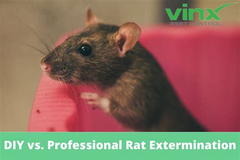 DIY vs. Professional Rat and Mice Extermination