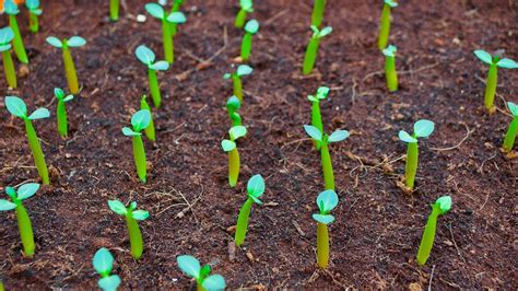 Adenium Seeds 100 Germination Secret Of Growing Adenium Seed How To Grow Adenium Seeds