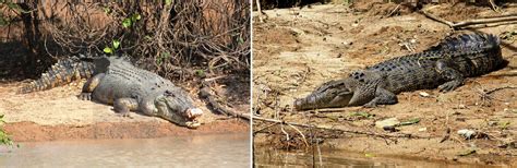 Saltwater Crocodiles: Animals with the strongest bite force in the ...