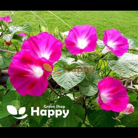 Morning Glory Crimson Rambler 100 Seeds Ipomoea Purpurea