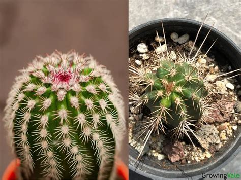 Top Types And Varieties Of Echinocereus Cacti You Can Grow Growingvale