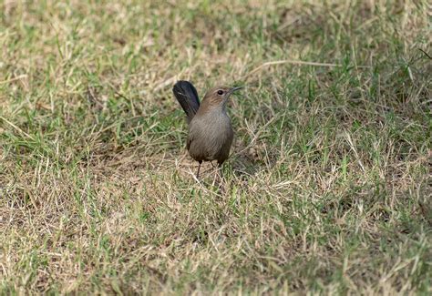 Free Wren Bird Images Pixabay