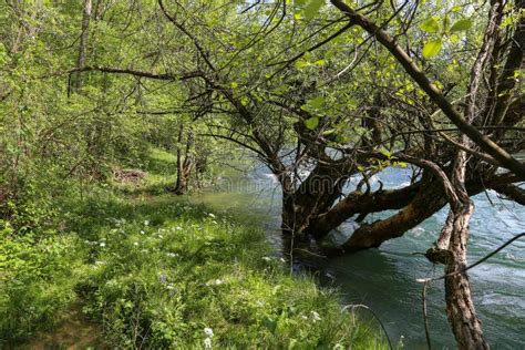 River Overflow Inlet stock image. Image of rush, branch - 30668733