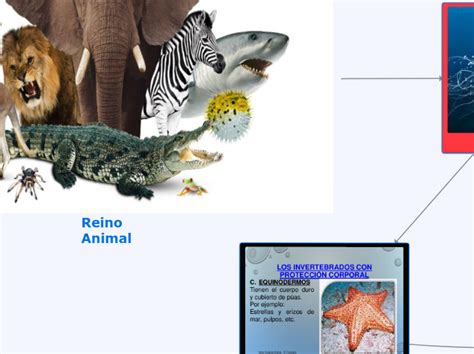 Reino Animal Mind Map