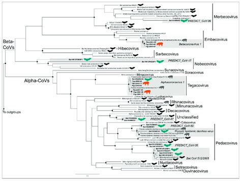 Maximum Likelihood Phylogenetic Tree Summarizing Phylogenetic