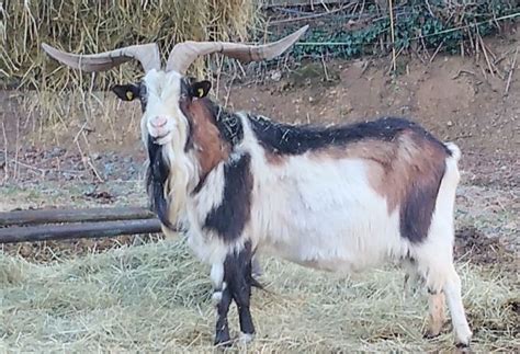 Tauernschecken Ziegenbock Tauernschecke Kaufen Landwirt