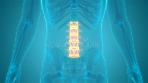 Columna Vertebral Vértebras Lumbares De La Anatomía Del Sistema