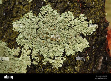 Lichen An Algae Fungus Symbiotic Relationship Sharing The Same Fleshy