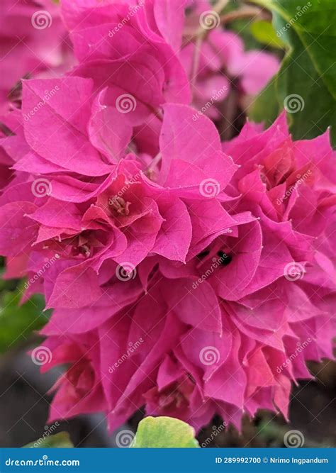 Amazing Pink Bougainvillea Glabra Stock Photos Free And Royalty Free