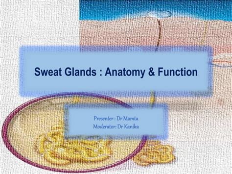 Sweat gland - anatomy and function | PPT