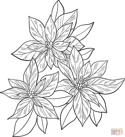 Poinsettia Coloring Page Free Printable Coloring Pages