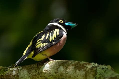 Black-and-yellow Broadbill (Eurylaimus ochromalus) - Jamiun's Photography