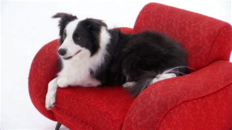 Border Collie Dogs 101 Animal Planet