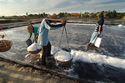 Petani Garam Terpuruk Akibat Dampak Kemarau Basah Republika Online