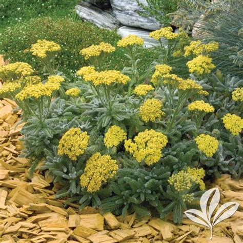 Achillea Achillea Tomentosa Goldie Goldie Yarrow From Greenleaf Nursery