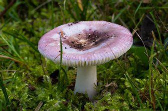 Russula Fragilis The Ultimate Mushroom Guide Stuffed Mushrooms