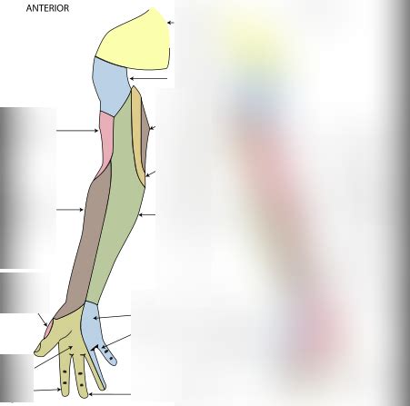 Cutaneous Nerves Diagram | Quizlet