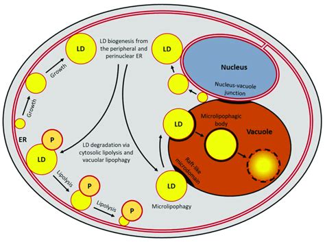 Pathways That Contribute To Lipid Droplet Homeostasis In Yeast Lipid