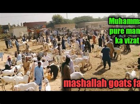 Mashallah Goats Farm Dera Ghazi Khan Muhammad Pure Ki Mandi Ka Vizat