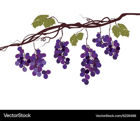 Grape Vine Grape Color Hand Drawn Stock Vector (Royalty, 50% OFF